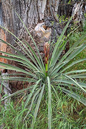 Yucca Flower Stalk, Sycamore Canyon, April 16, 2015